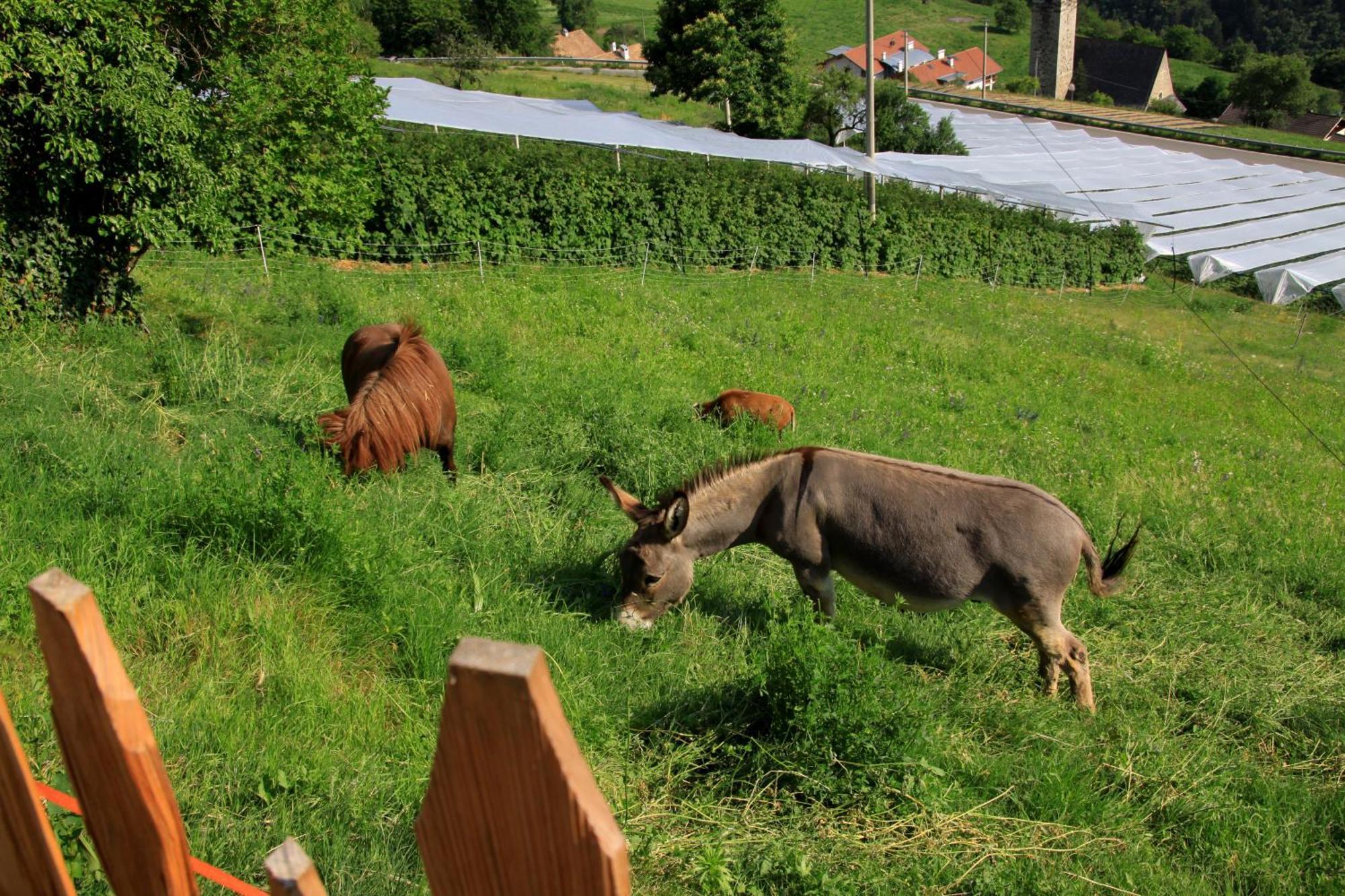 Ausservogelweiderhof ไลออน ภายนอก รูปภาพ