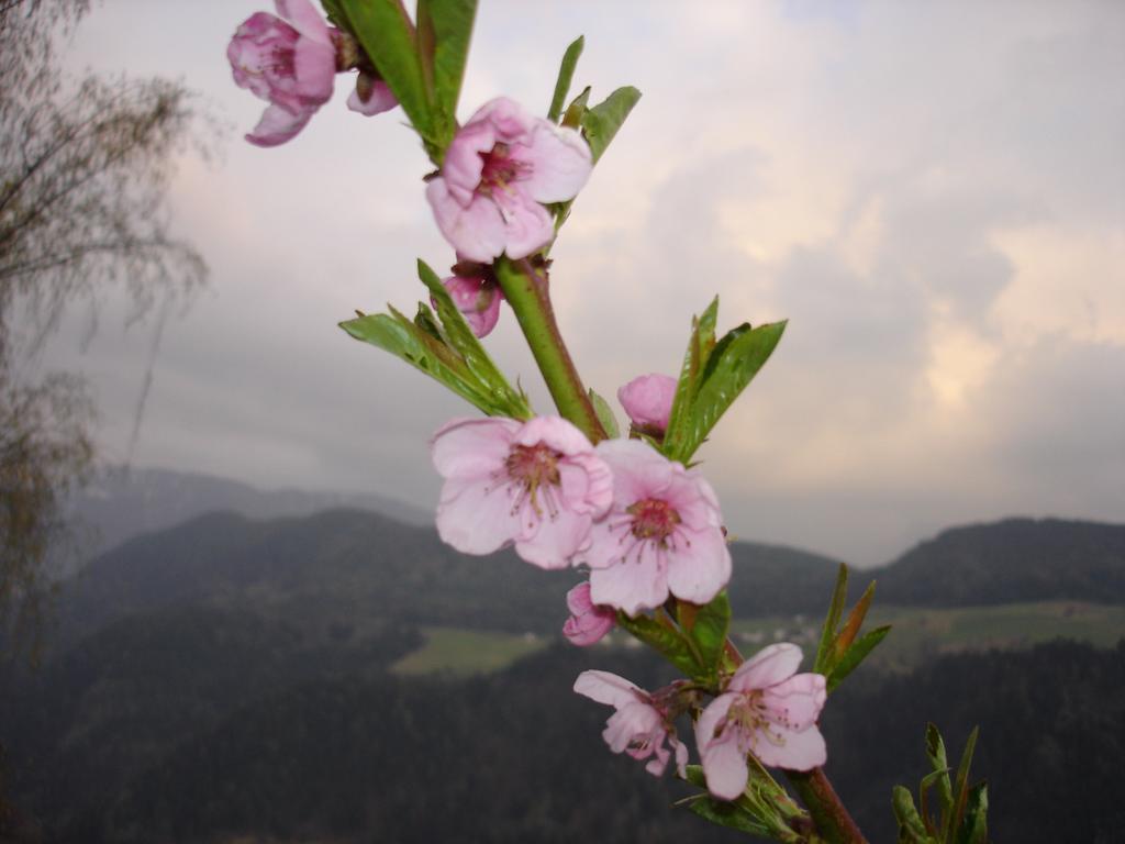 Ausservogelweiderhof ไลออน ภายนอก รูปภาพ